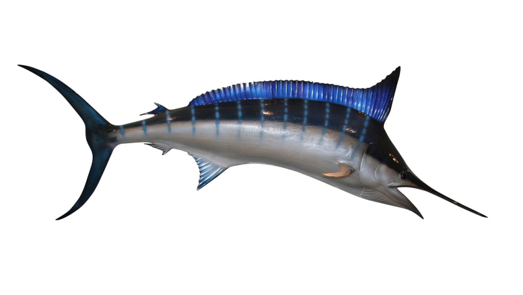 Swordfish fish to avoid fish to enjoy weight loss nutrition